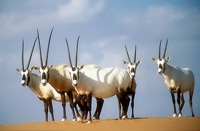 Fauna References