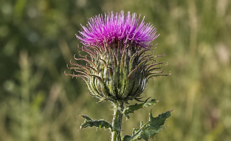 Flower Image
