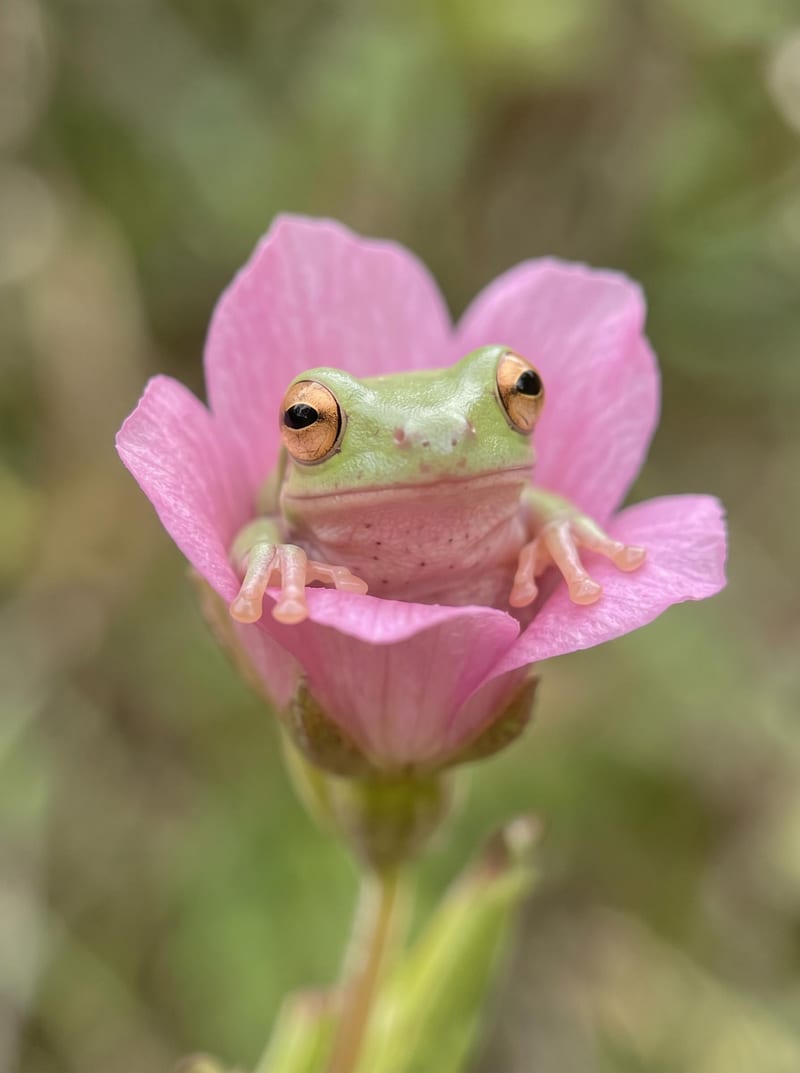 Creature Reference Images