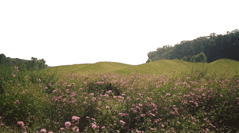 Background-Removed Image