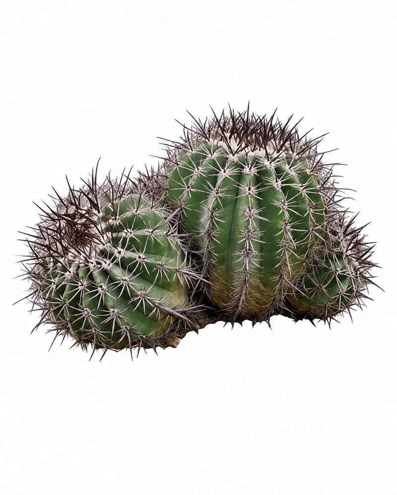 Plant Specimen 2