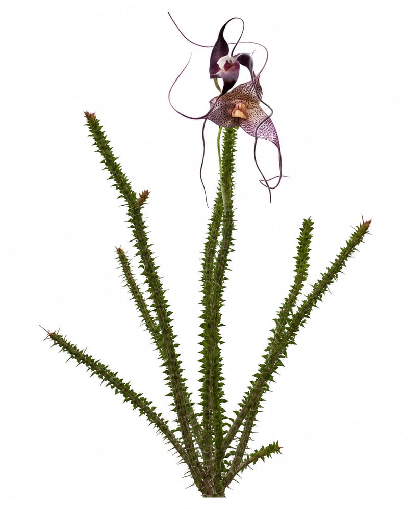 Plant Specimen 1
